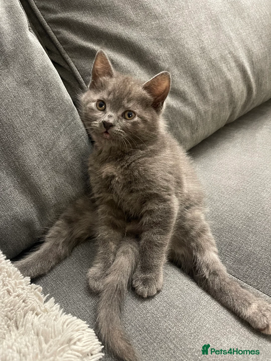 Mixed Breed cats for sale: *SOLD* 3/4 Maine Coon Polydactyl Kittens - Advert 3