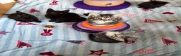 Mixed Breed cats for sale: 5 Beautiful kittens for sale - Advert 5
