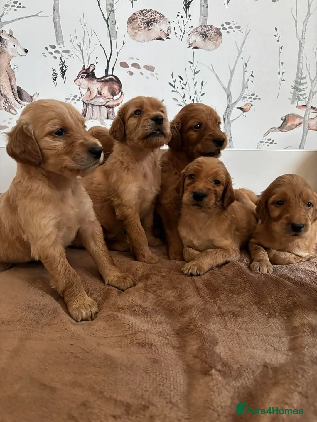 Mixed Breed dogs for sale: Irish Setter cross Afghan Hound - Advert 3