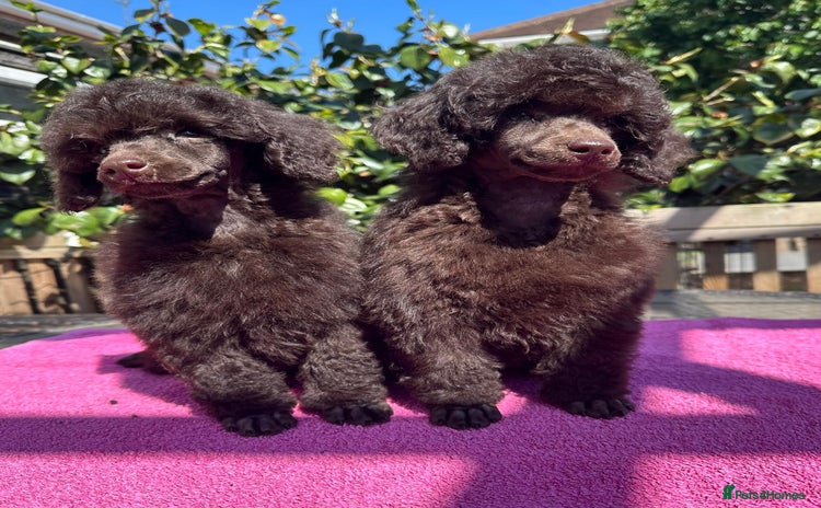 Miniature Poodle dogs in Worcester - Advert 1
