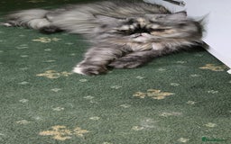 Persian cats for sale: Two beautiful MALE kittens 🐈‍⬛ 🐈‍⬛  - Image 5