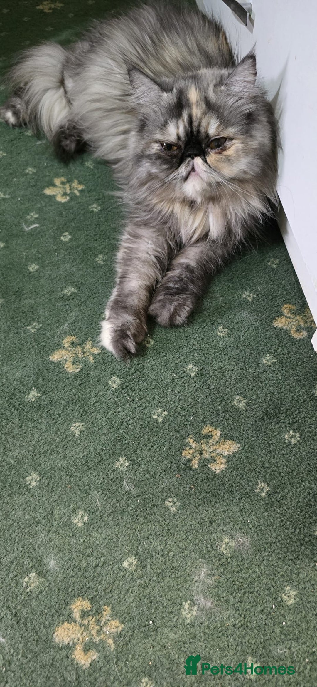Persian cats for sale: Two beautiful MALE kittens 🐈‍⬛ 🐈‍⬛  - Image 5