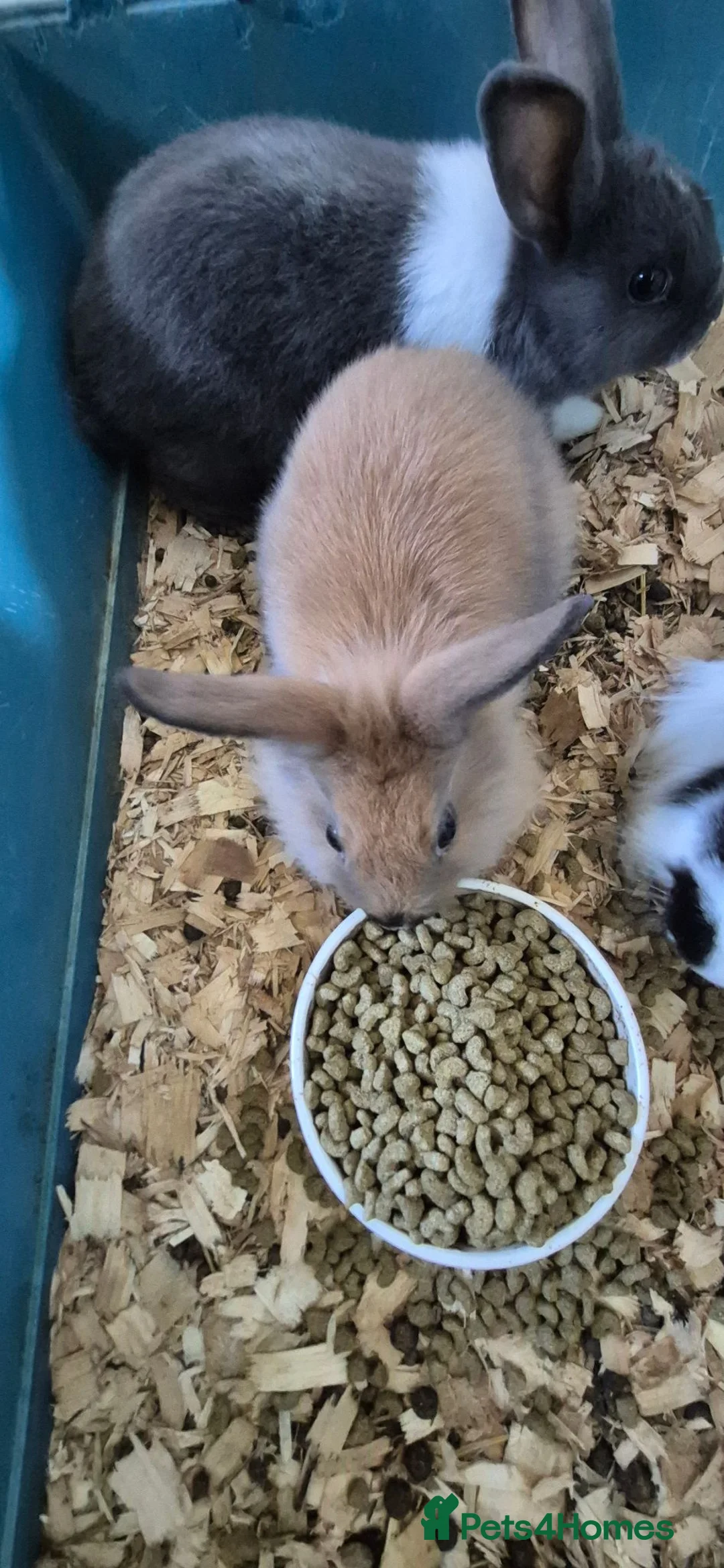 Mixed Breed rabbits for sale: Lion head cross rabbits - Advert 4