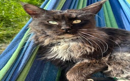 Maine Coon cats for sale: Loveliest, fluffy Maine coon X ragdoll kittens - Image 18