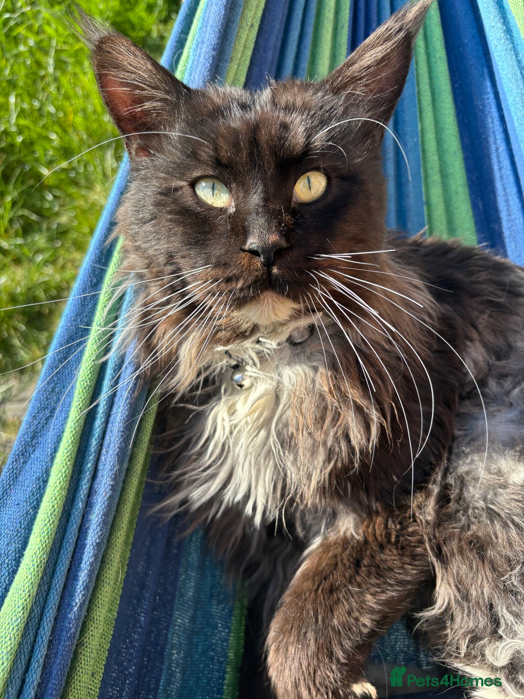 Maine Coon cats for sale: Loveliest, fluffy Maine coon X ragdoll kittens - Image 18