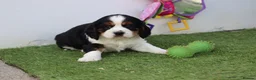 Cavachon dogs for sale: Beautiful Cavachon puppies for sale - Advert 5