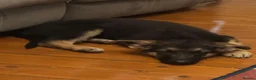 German Shepherd dogs for sale: Male GSD Puppy 13 weeks in South Shields - Advert 7