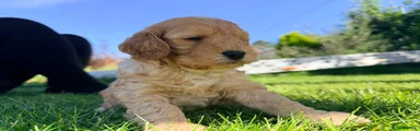 Cockapoo Puppy 2
