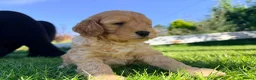 Cockapoo dogs for sale: Stunning Miniature F 2 Cockapoo Puppies - Advert 8