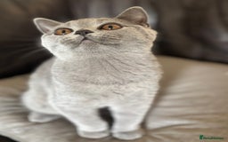 British Shorthair cats for sale: Registered British Shorthairs - Image 2