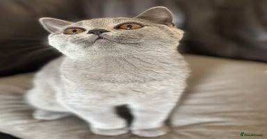 British Shorthair cats - Advert 3