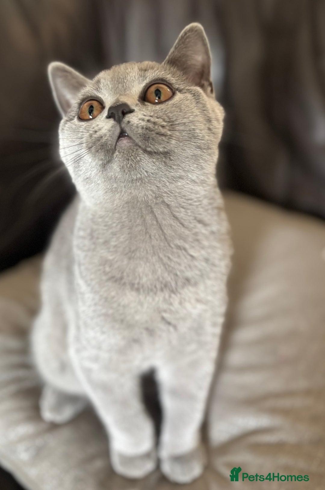 British Shorthair cats for sale: Registered British Shorthairs - Image 2