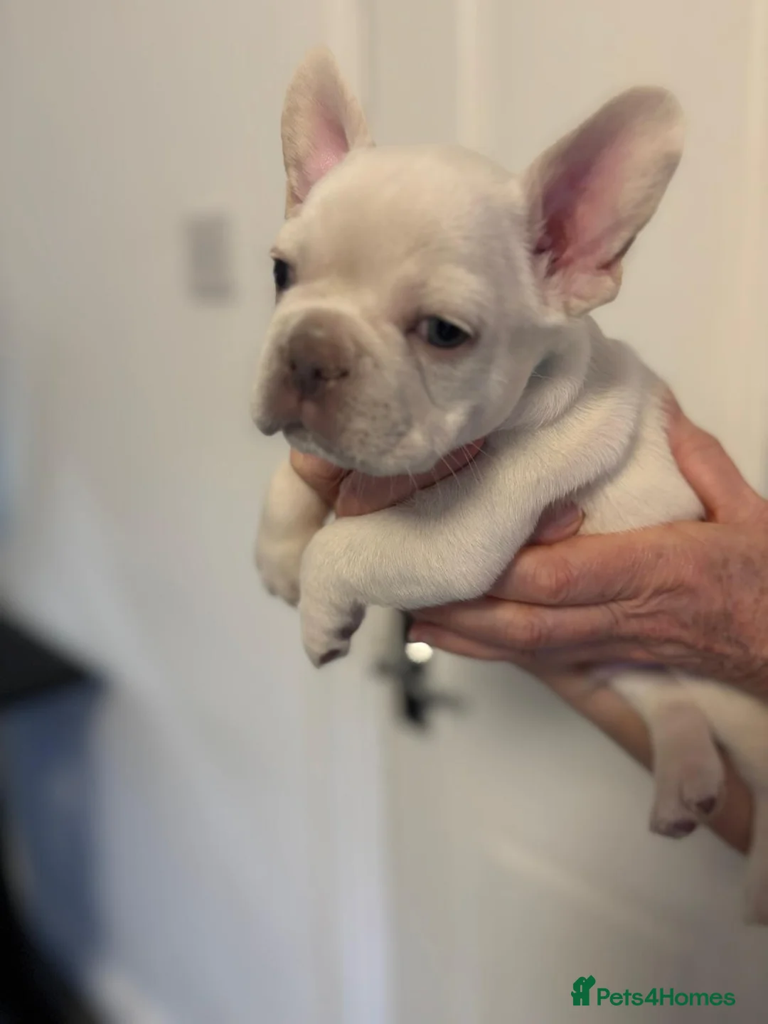 French Bulldog dogs for sale: Ready - Lilac Platinum - Fluffy Carriers - Advert 12