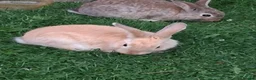 Mixed Breed rabbits for sale: Mixed male and female bunnies  - Advert 3