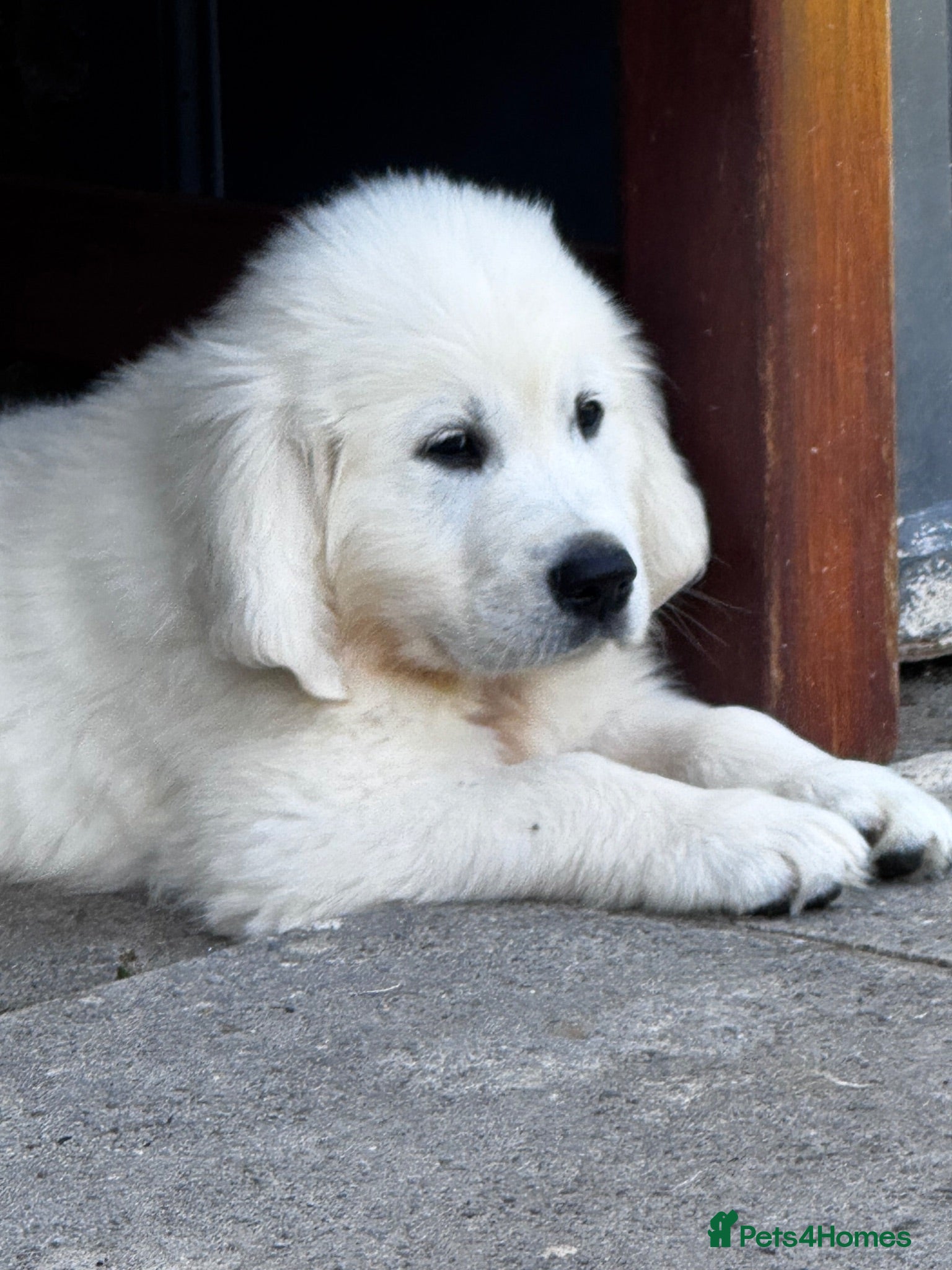 Golden Retriever dogs KC Cream litter from great health tested parents  - Advert 1