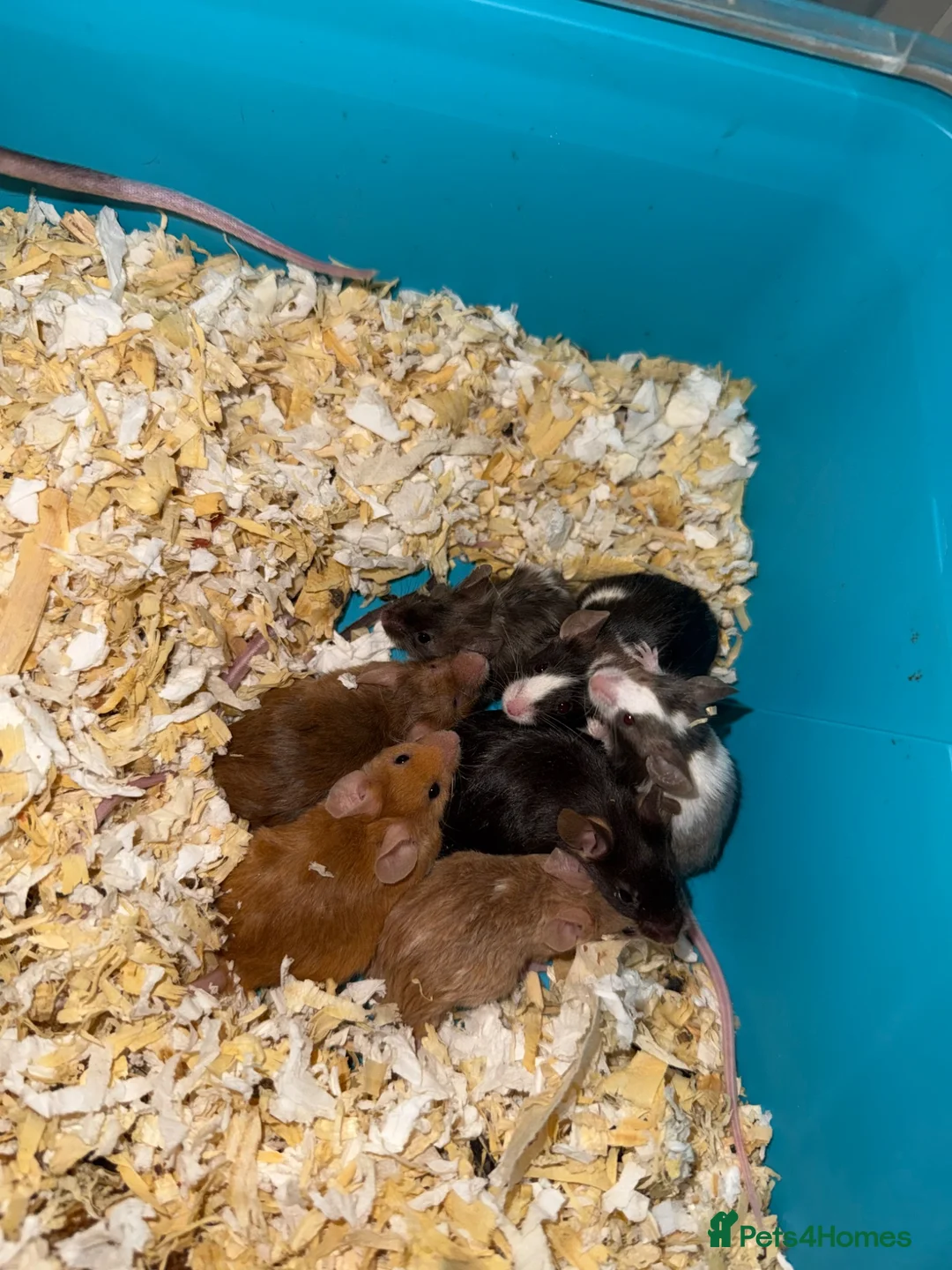Mouse rodents for sale: Loads of females and males - Advert 2