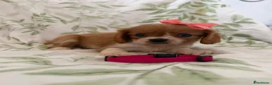Cavalier King Charles Spaniel 6