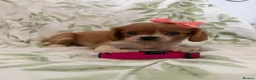 Cavalier King Charles Spaniel dogs for sale: Stunning litter cavalier King Charles  - Advert 4