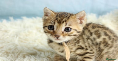 Bengal cats - Advert 14