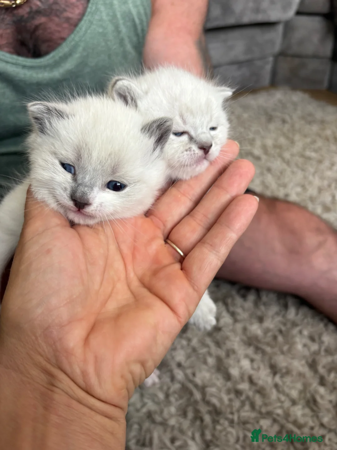 Ragdoll cats for sale: Beautiful ragdoll kittens for sale  - Advert 2