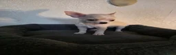 Chihuahua dogs for sale: Chihuahua  in Burnley - Advert 3