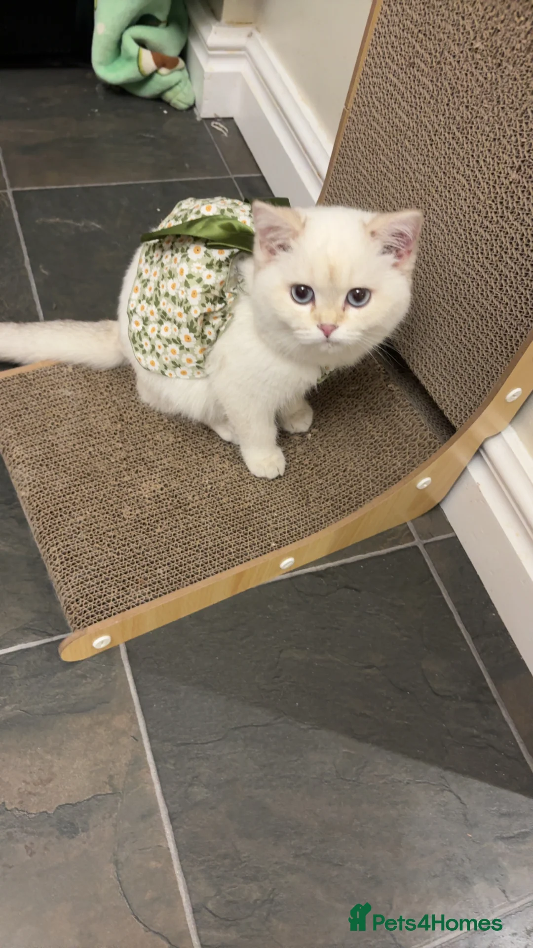 British Shorthair cats for sale: Our baby snow is looking for a loving new home - Advert 4