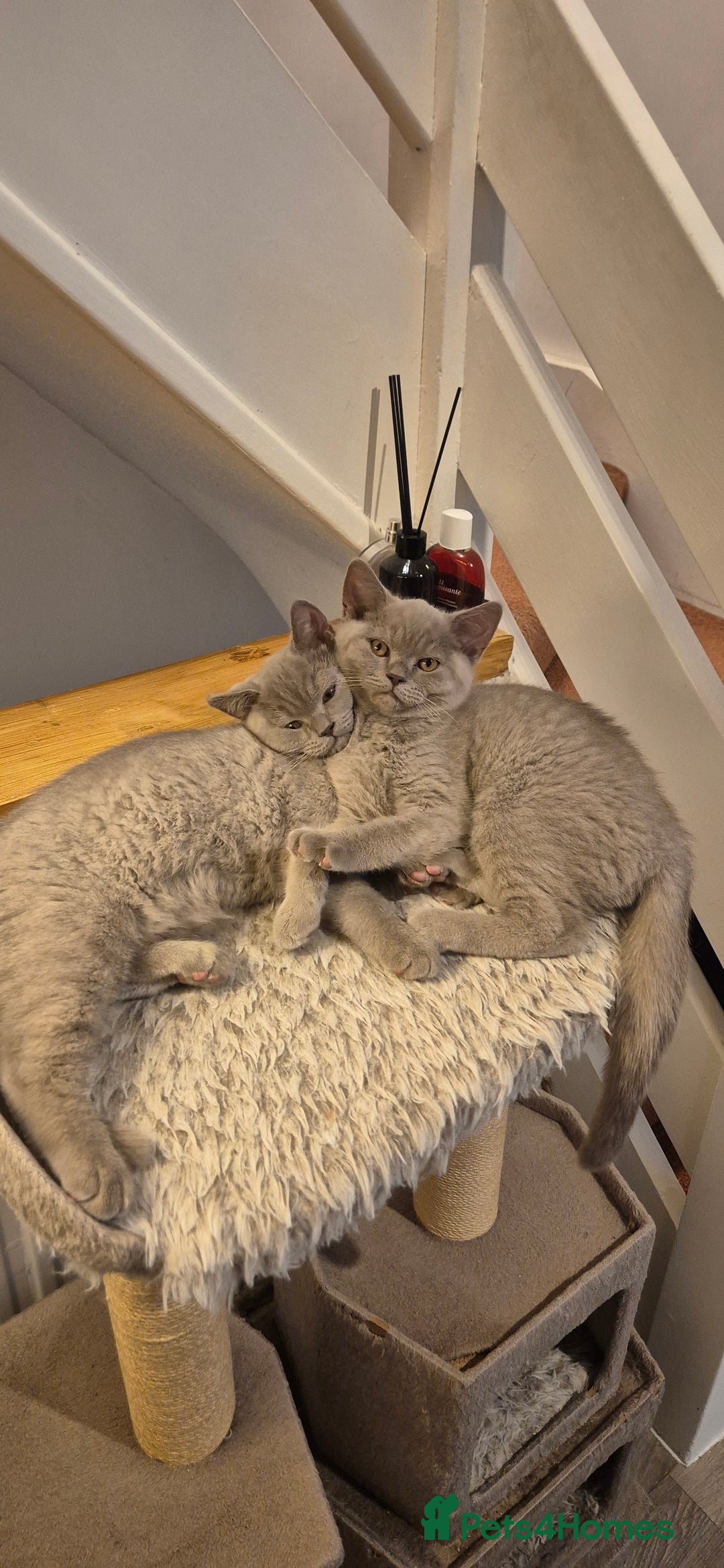British Shorthair cats for sale: Scottish straight/ last two - Image 7