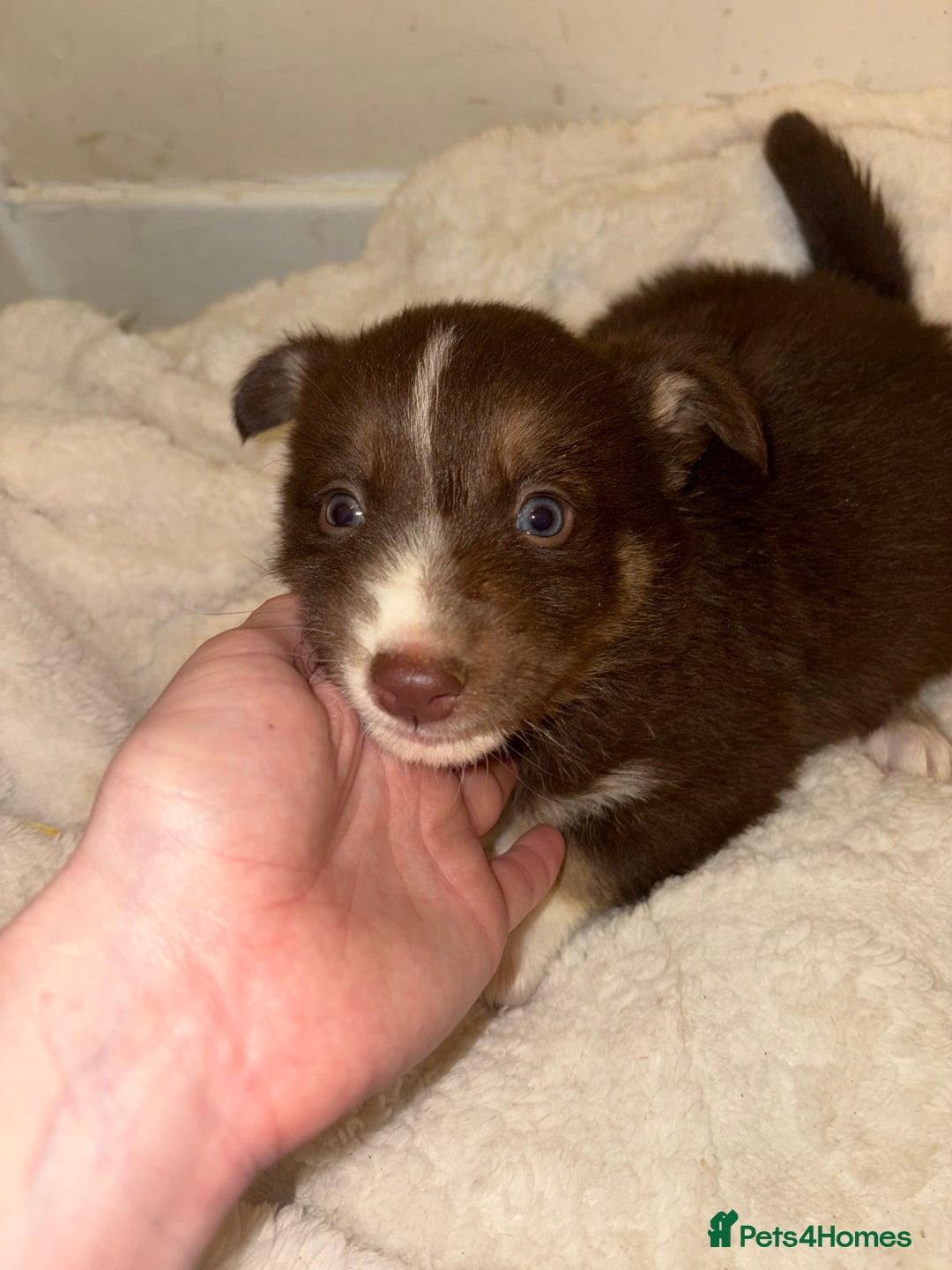 Mixed Breed dogs for sale: Beautiful Husky x Australian Shepherd Puppies - Advert 9