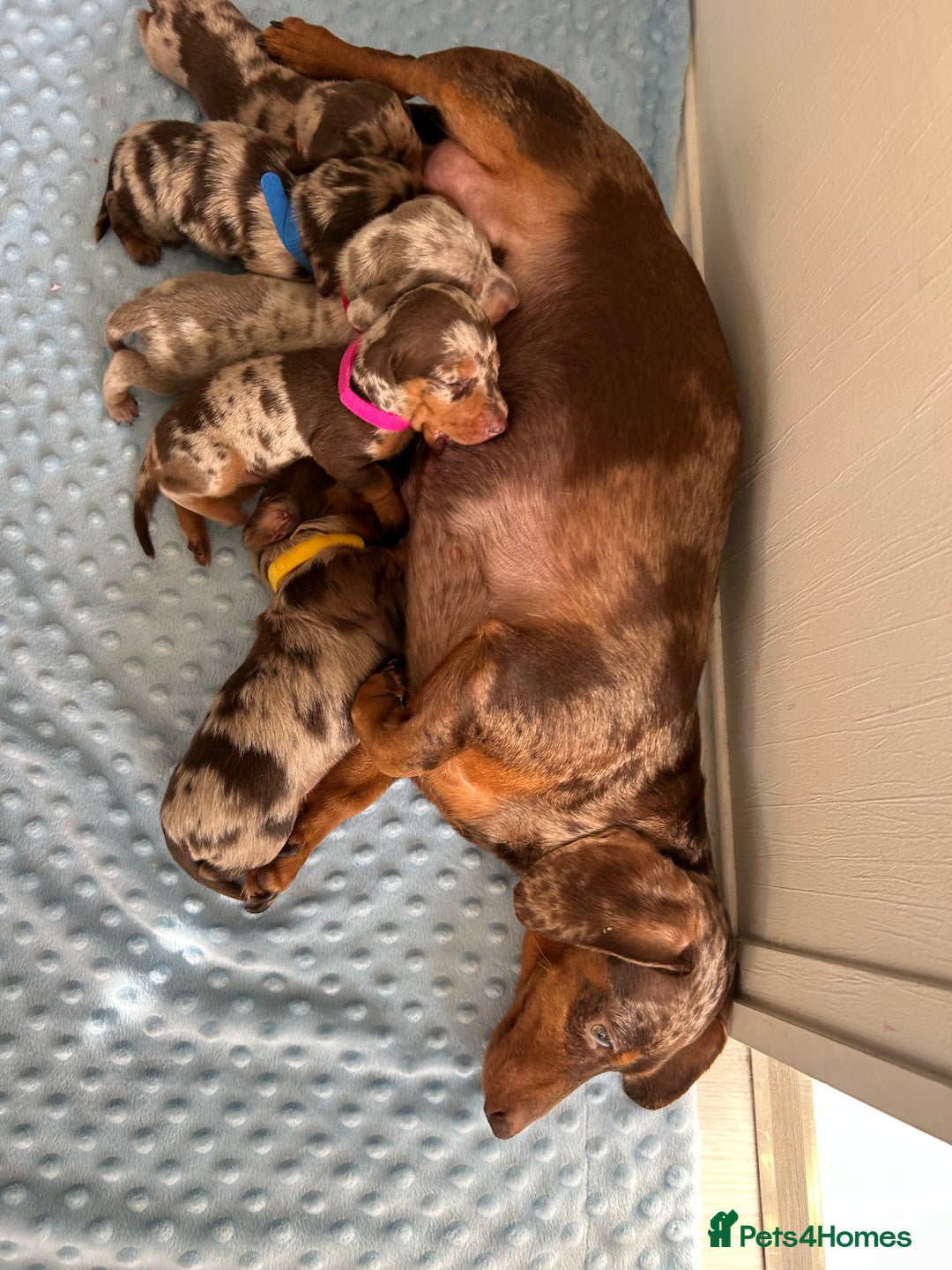 Miniature Dachshund dogs for sale: KC Miniature Dachshund 1 Choc & Isabella Dapple!!! - Advert 12