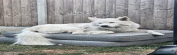 German Shepherd dogs for sale: Female German shepherd - Advert 2