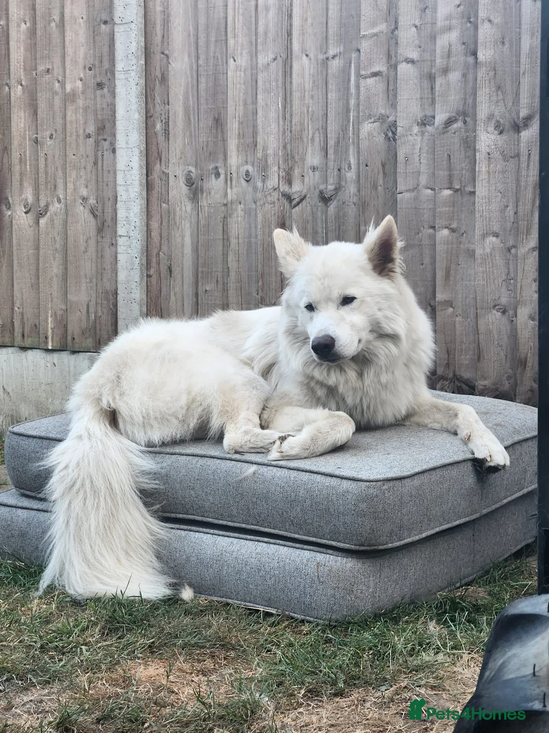German Shepherd dogs for sale: Female German shepherd - Advert 2