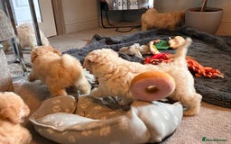 Poochon dogs for sale: *Stunning Poochon puppies* - Image 18