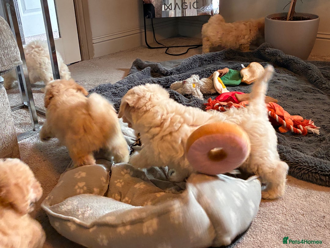 Poochon dogs for sale: *Stunning Poochon puppies* - Image 18