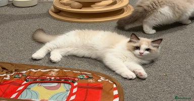 Ragdoll cats Handsome GCCF Registered Ragdoll Boys 😻 - Advert 7