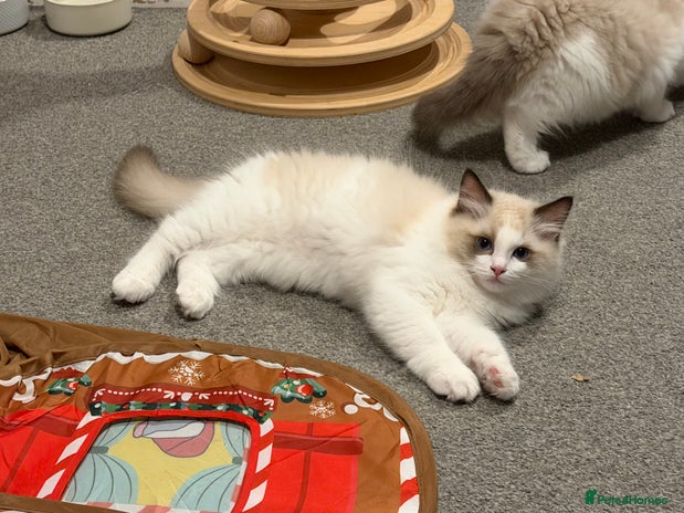 Ragdoll cats Handsome GCCF Registered Ragdoll Boys 😻 - Advert 2