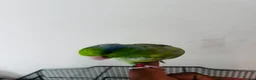 Parakeets birds for sale: SEMITAME Male parrotlet with setup  - Advert 7