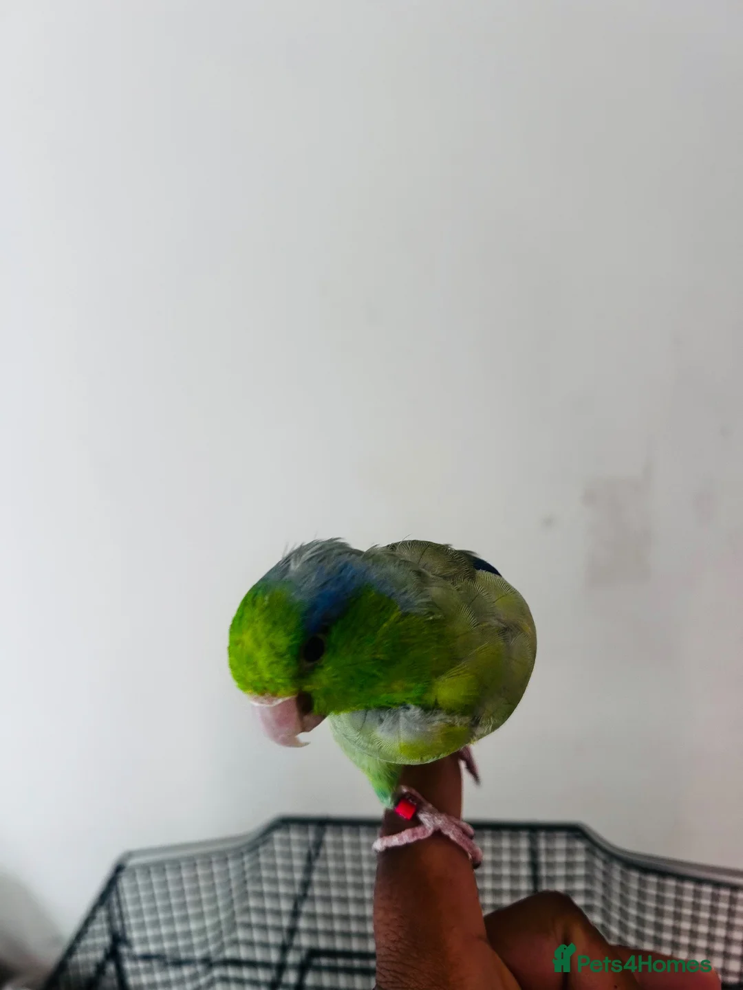 Parakeets birds for sale: SEMITAME Male parrotlet with setup  - Advert 7