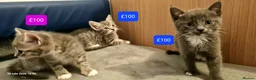 Mixed Breed cats for sale: Beautiful Mix Breed Kittens - Advert 9