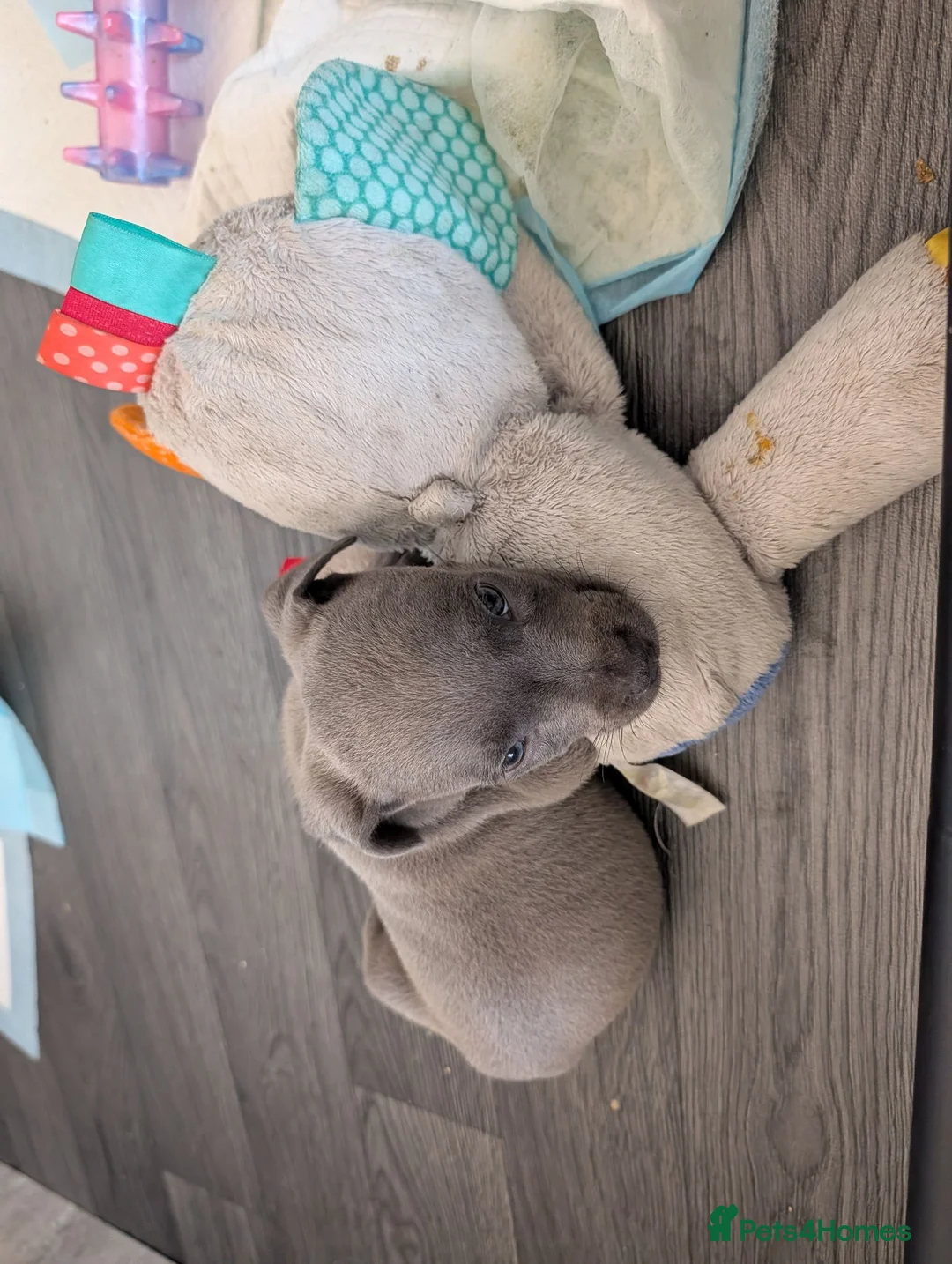 Staffordshire Bull Terrier dogs for sale: Blue Staffordshire bull terrier puppies  - Advert 2