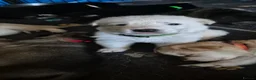 Mixed Breed dogs for sale: Pups  mum gsdx Alaskan malamute Dad is full gsd  - Advert 38