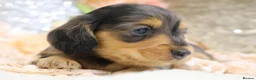 Miniature Dachshund dogs for sale: KC Longhair Miniature Dachshund Puppies - Advert 13