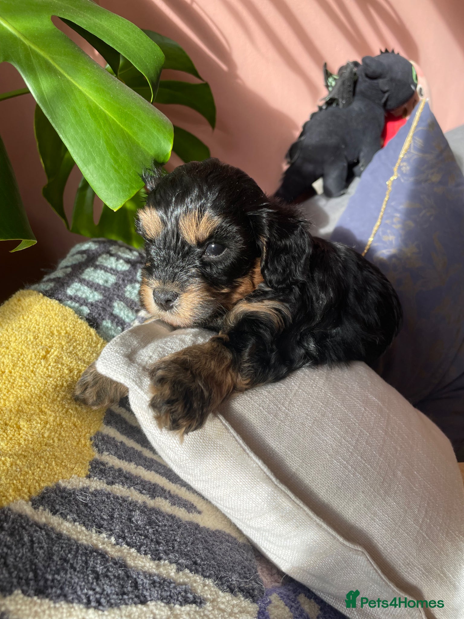 Cavapoochon dogs Only 2 boys remaining - Merle and Phantom  - Advert 2