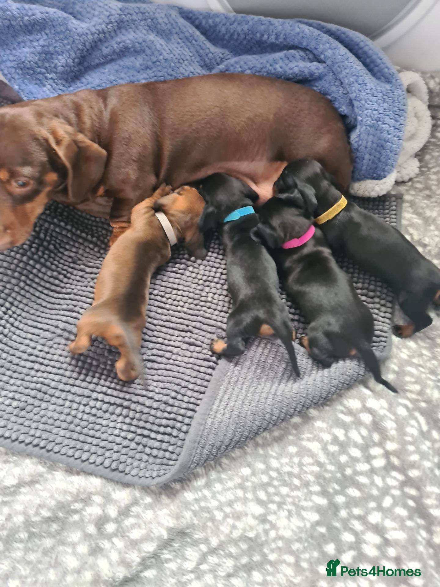 Miniature Dachshund dogs 1 girl 3 boys Miniature Dachshund pups - Advert 3