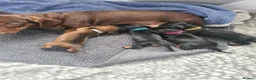 Miniature Dachshund dogs for sale: 1 girl 3 boys Miniature Dachshund pups in Pontefract - Advert 1