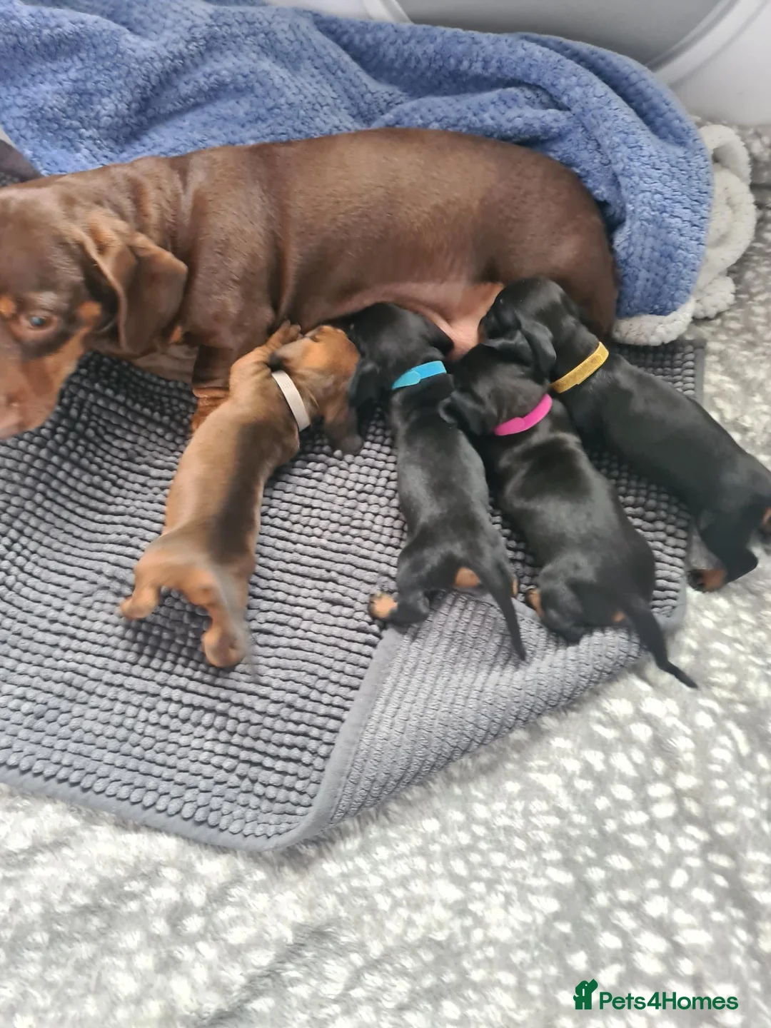 Miniature Dachshund dogs for sale: 1 girl 3 boys Miniature Dachshund pups in Pontefract - Advert 1