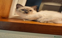Ragdoll cats for sale: 2😻Ragdoll kittens 💕 - Image 11