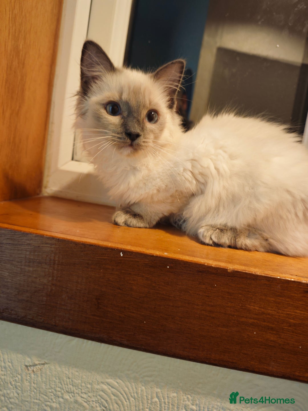 Ragdoll cats for sale: 2😻Ragdoll kittens 💕 - Image 11