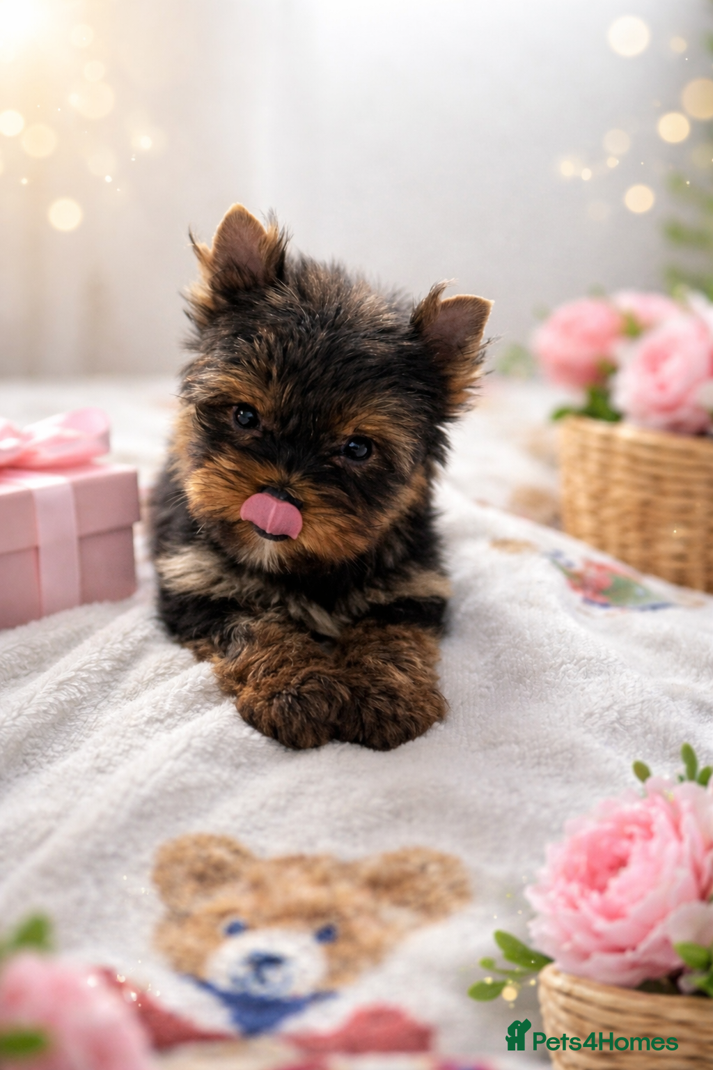 Yorkshire Terrier dogs Yorkshire Terrier  - Advert 2