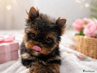 Yorkshire Terrier dogs Yorkshire Terrier - Advert 2