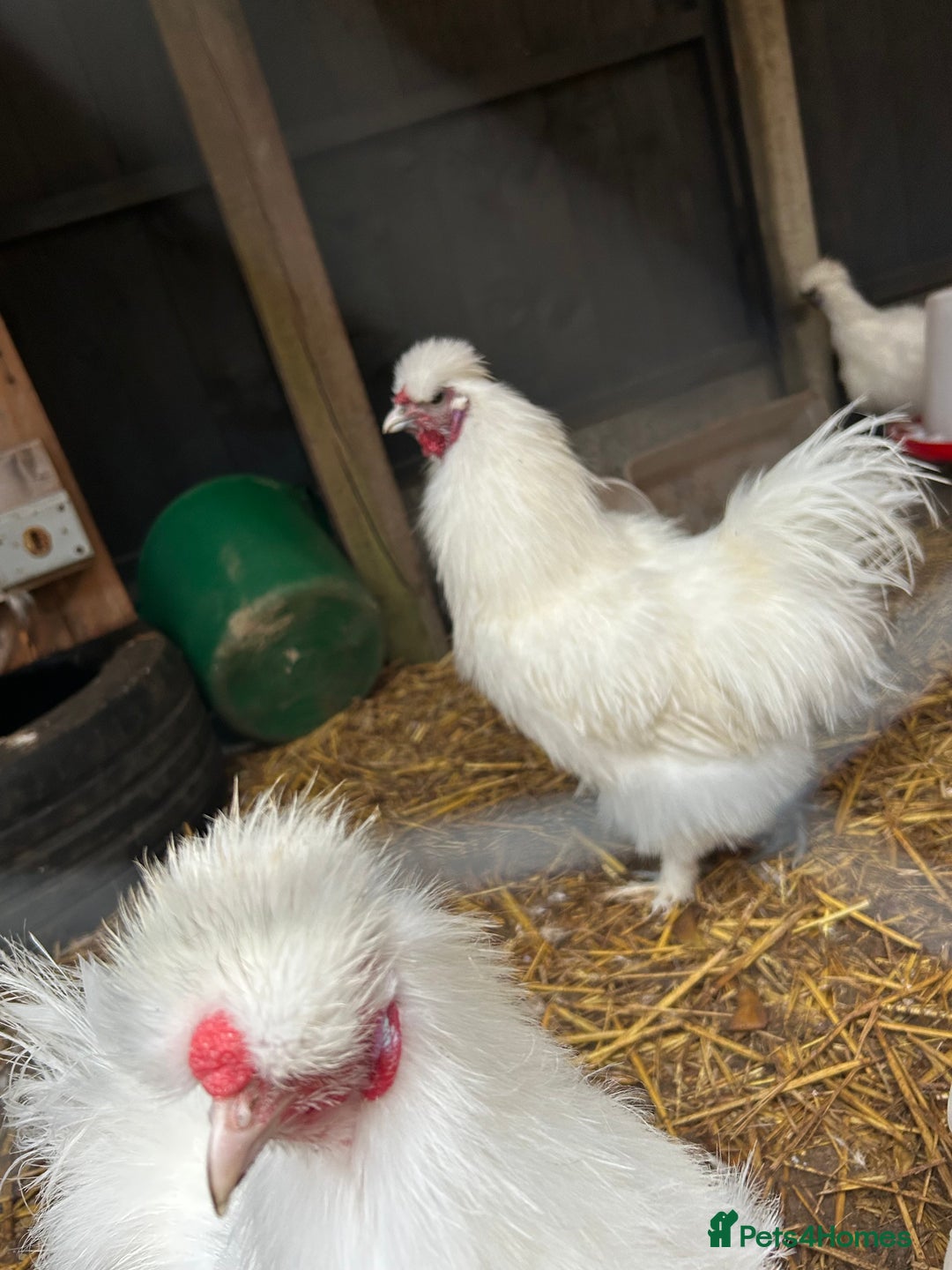 Chickens poultry for sale: Silkie cockerels & unsexed grower - Advert 5